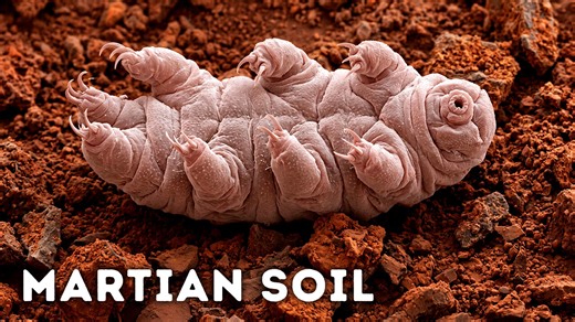 Scientists discover tardigrades' limitations in Martian simulation