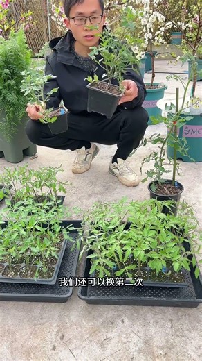 Mastering Tomato Seedling Care: Fertilization & Mid-Late Stage Tips
