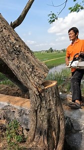 Small tree felling. #treework #felling #chainsaw | Yulianto