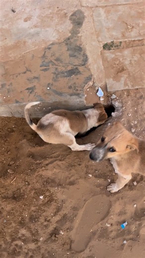 Enjoy_your_life on Instagram: "Underground pipe line 😂😂 #reel #trending #puppy #dog #songs"