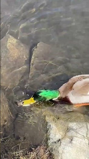 Mallard Duck DIVING CATCHING FISH Up Close #nature #wildlife #animals #birds #shortvideo #shorts