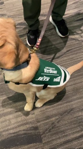 Meet Jet! A 10-week-old male yellow Labrador Retriever who will be trained by America’s VetDogs with the support of a volunteer puppy raiser. Soon Jet will be a specially-trained guide and service dog to a military veteran or first responder with disabilities. America’s VetDogs is looking for more volunteers. Story today on News 12 New Jersey | Tony Caputo