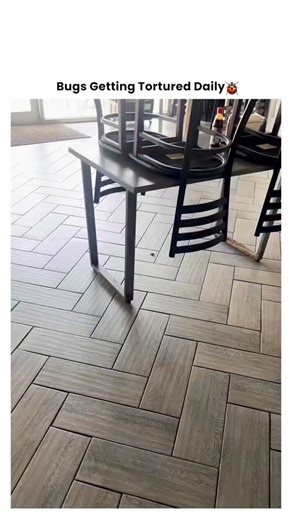 Bugs Getting Tortured 🪲 on Instagram: "When That Uninvited Guest Gets Exactly What It Deserves 🔥🪲 It invaded the wrong space at the wrong time. Now it's facing the consequences of crossing the line into human territory. 💥 The discovery: Spotted crawling where it shouldn't be. 💥 The decision: No mercy for home invaders. 💥 The method: Creative justice for the tiny intruder. 💥 The result: One less pest to worry about. The truth? Some creatures just aren't welcome in our spaces. When they cro