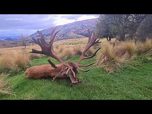 Deer hunting in New Zealand 2023
