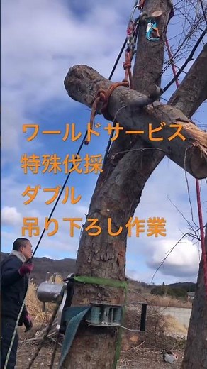 今回吊り下ろし作業伐採 #特殊伐採 #林業 #ツリークライミング #チェーンソーマン