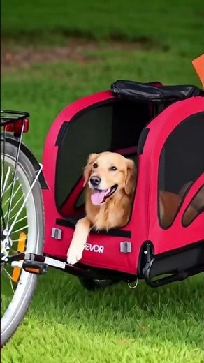100 lb Dog Fits in This Bike Trailer?! #dogbiketrailer #bikewithdog