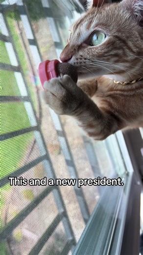 Nothing like kitty joy and liberty and justice for all✨ #catsoftiktok #cat