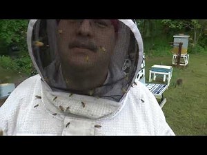 Euthanizing of a dangerous hive.