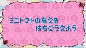 ミニトマトのなえをはちにうえよう | NHK for School