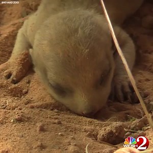 26K views · 600 reactions | Help the Brevard Zoo give these adorable...