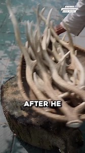 26K views · 311 reactions | How do deer antlers become something surprisingly important? 勞歷 #푤표푟푙푑푐표푢푛푡푟푦푠푖푑푒푙푖푓푒푣푙표푔 #WildlifeFacts #Interesting DISCLAIMER NO COPYRIGHT INFRINGEMENT INTENDED | World Countryside Life Vlog | Facebook