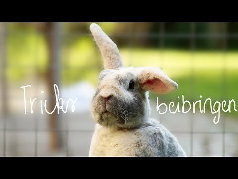 Kaninchen Tricks beibringen? I Kaninchentricks: Pfötchen,Drehen, Hinlegen, auf den Schoß springen...