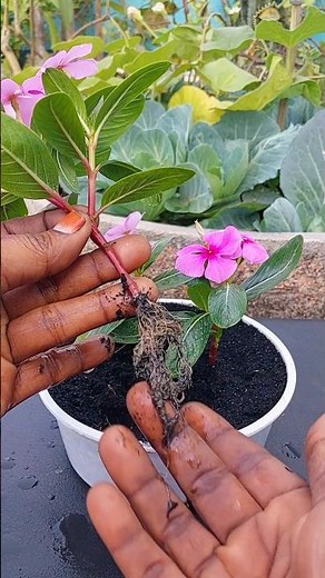 Growing periwinkle flower plant at home | Step-by-step gardening guide