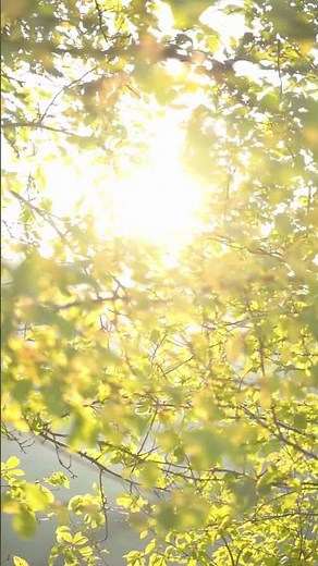 Muzyka Relaksacyjna dla Ciała i Umysłu | Leczenie i Spokój #relax #nature #shorts