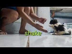 Shih-Poo tricks 2 month old puppy