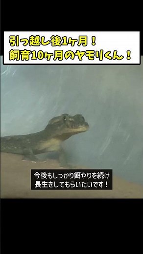 チビヤモリから飼育10ヶ月のニホンヤモリ君！【給餌・爬虫類・飼育】