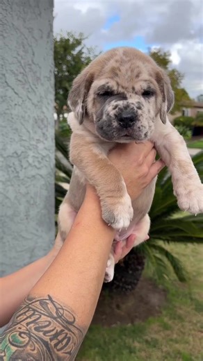 🏅 Emotional personality #CaneCorso #CaneCorsoPuppy #PuppyTok #DogTok #GentleGiant