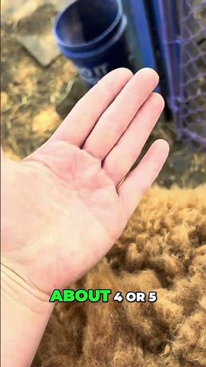 Trixie's Massive Alpaca Fleece Coat! #shorts