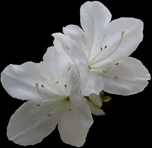 The Annual Muskogee Azalea Festival at Honor Heights Park in Oklahoma