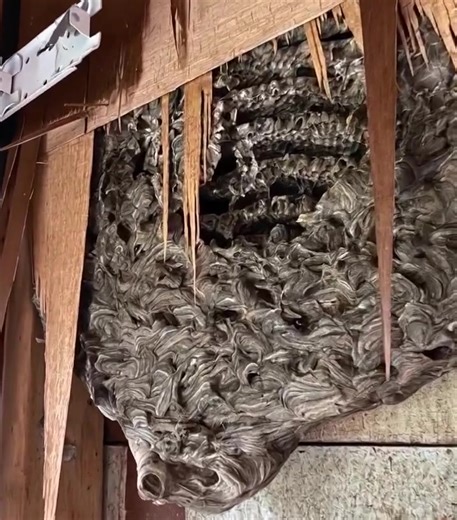 STRANGE : We tore down a wall after weeks of hearing strange noises - What we found horrified us | Archaeological World