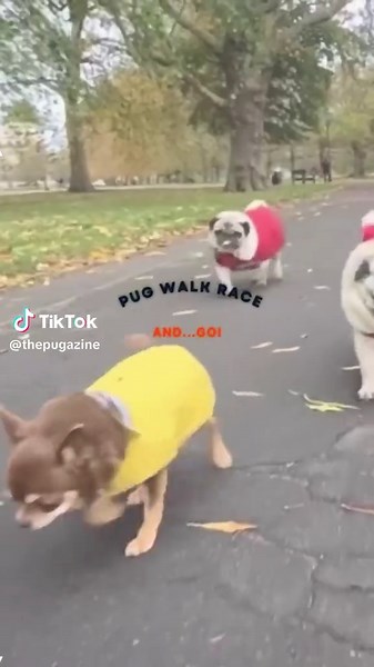 Cute Pug Race: Tiny Legs in Action!