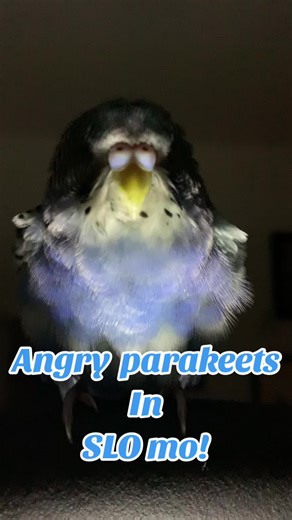 Angry parakeets in slo mo!? 🤯 #petsoftiktok #parakeet #birds #slowmo #blowthisup