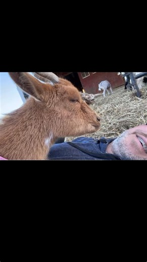 52K views · 1.5K reactions | “When a goat burps, it’s not rude — it’s relief!  Goats have complex stomachs, and burping keeps that gas from building up. A good burp means a healthy rumen and a happy goat!” Hashtags: #GoatBurp #FarmLife #GoatFacts #SteinmetzFamilyFarm #Goatfather #FunnyFarm #GoatTok #AnimalHeaven #FarmReel #RuminantLife #HealthyGoat #GoatLove | Steinmetz Family Farm | Facebook