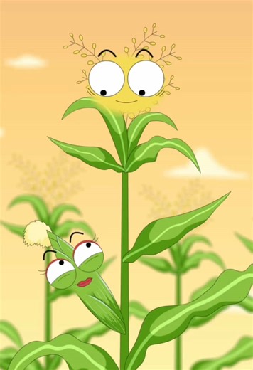 Colorful Corn: A Windy Encounter