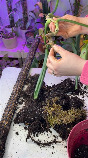 Foraging Fosters on Instagram: "Lesson learned: no drainage + time = root rot. I knew this pot wasn’t it, but I waited too long to repot 🌱🫣"