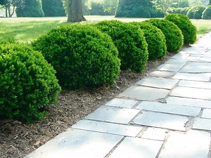 Are we winning the boxwood-blight battle?