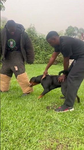 Rottweilers Bite training