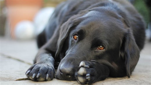 Ce chien attend d’être adopté depuis 8 ans, personne ne mérite le traitement qui lui est réservé