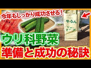 Tips for preparing and successfully growing watermelons, pumpkins, and cucumbers in your home gar...