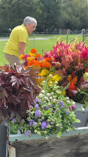 The Live Gardening Show flowers heading to the 2nd use with @the.simple.sunflower . They will become bouquets for hospital patients. 😊 #gardenersworkshopfarm | The Gardener's Workshop