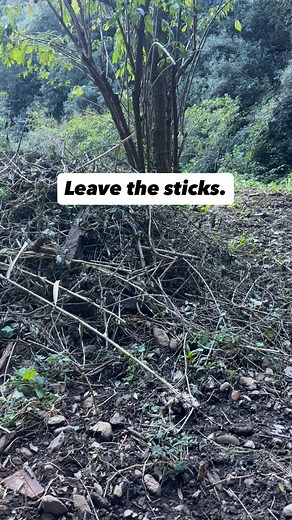 Please hear this. Leave the sticks. In fact, build stick piles. Why? Building wood and stick piles is kind to our earth. The idea behind this practice is to create a space where birds, small mammals, insects, and even pest predators can find their preferred resources! #sticks #wildlife #earth | 2 Traveling Dogs