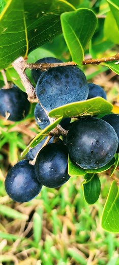 Medicinal Fruit Trees 101: Cocoplums #health #medicine #plants #gardening #garden #trees #fruits | The Weeds and Seeds Guy