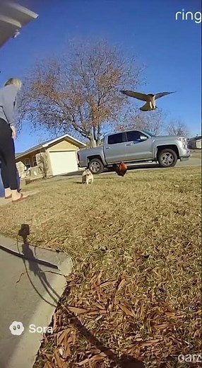 Rooster Fights Off Hawk Attack (Caught on Ring Camera)