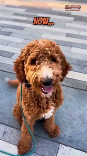 🐶🦮 Barley leveled up! Completed our 2-Week Board & Train Program