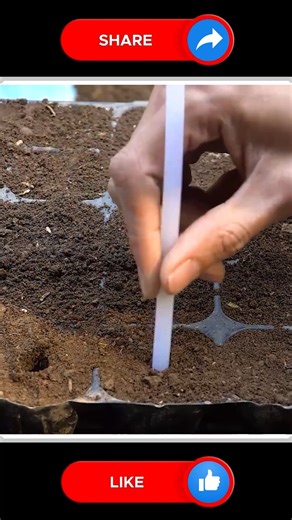 Hydroponic Celery 🫶🆕 | Small Vegetable Garden