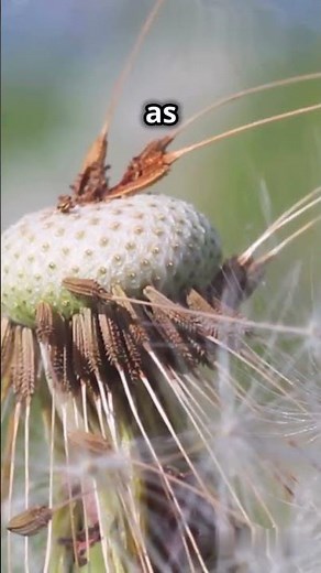 Seed Dispersal | Parachute Mechanism | #bioexplorer