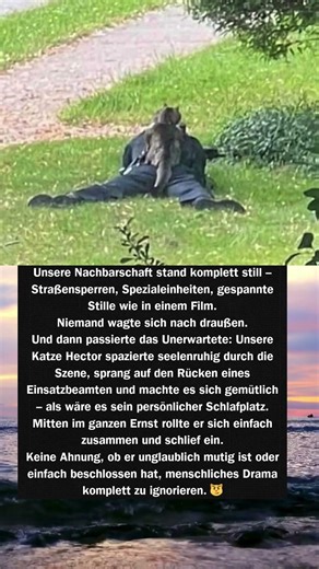 Diese Katze stoppte die Angst – mitten im Ausnahmezustand 😼