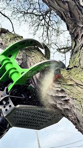Incredible Tree Cutting Machine in Action! 🌲✂️