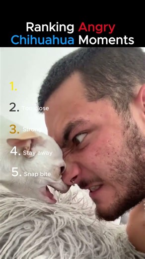 Small dogs big rage (Top 5) 😈