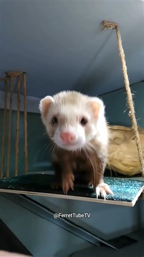 Little Ferret Makes a Cute Surprise for Owner 😍❤️