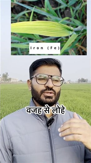 सिर्फ ₹20 में गेंहू का पीलापन गायब! 💸#gehu