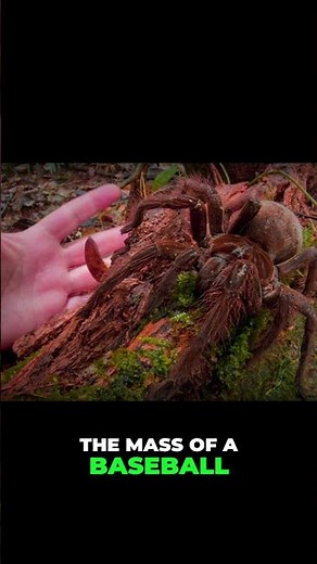 The Giant Amazon Spider Nobody Fully Understands #AmazonUncharted #Wildlife #Shorts