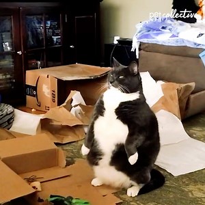 459K views · 3.2K reactions | Can your cat stand like this? | The Pet Collective | Facebook