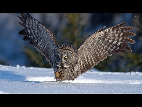 Überlebenskünstler Eulen [Doku]