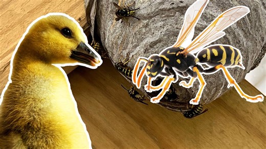 Rescuing goslings from a swarm of aggressive yellow jackets
