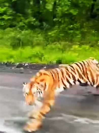 Discover Fascinating Facts About Wild Tigers